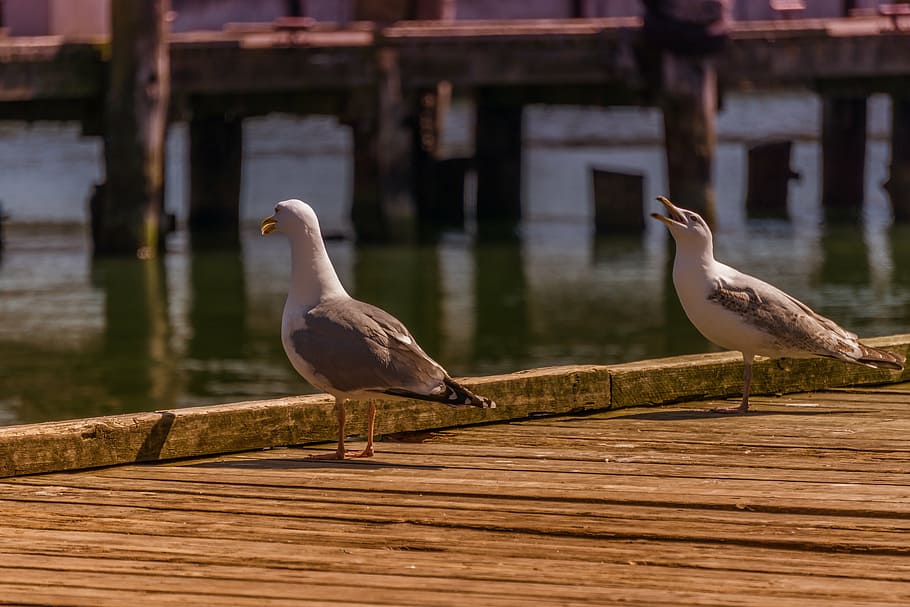 port, gulls, sea, web, baltic sea, bird, vertebrate, animals in the wild HD wallpaper