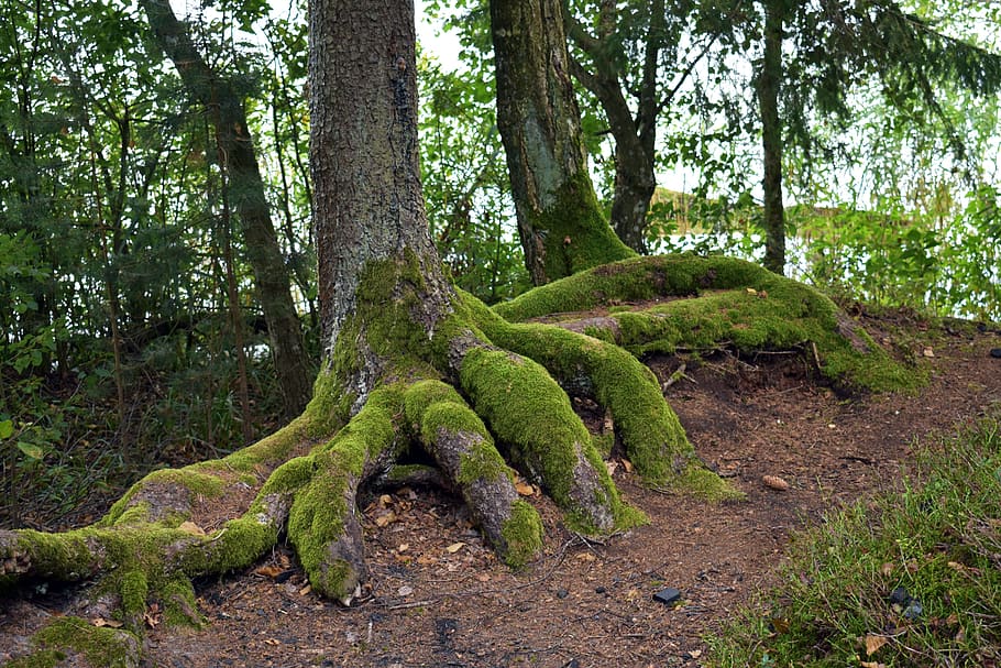 forests, tree, nature, moss, vegetation, plant, green color HD wallpaper