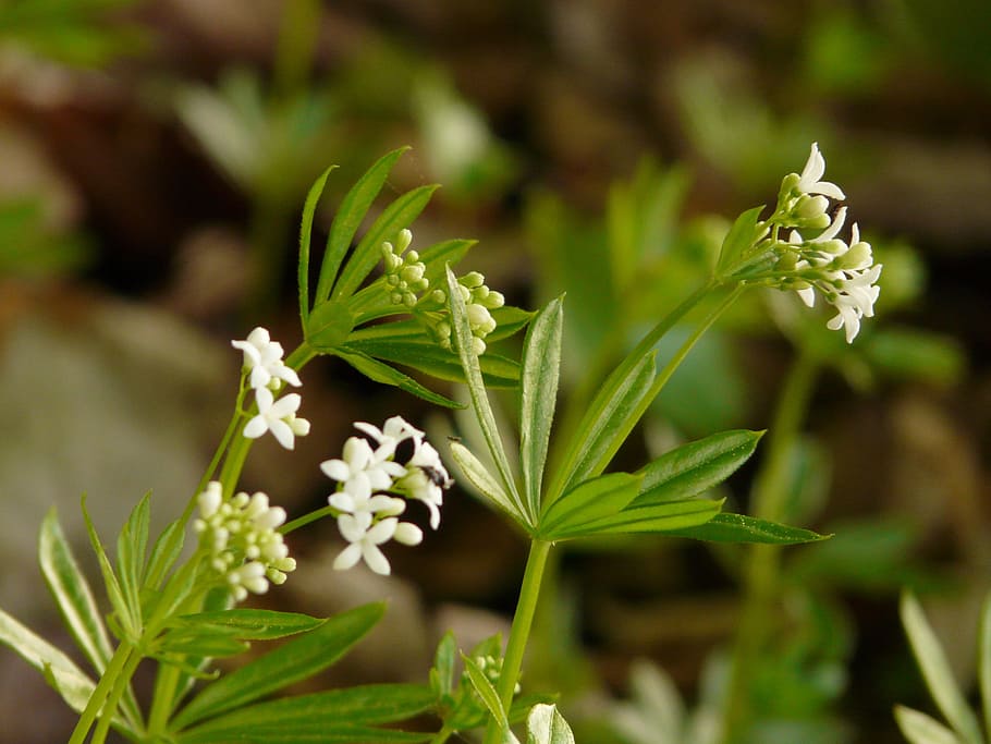 Woodruff, Flowers, White, Leaf, Stalk, green, galium odoratum HD wallpaper