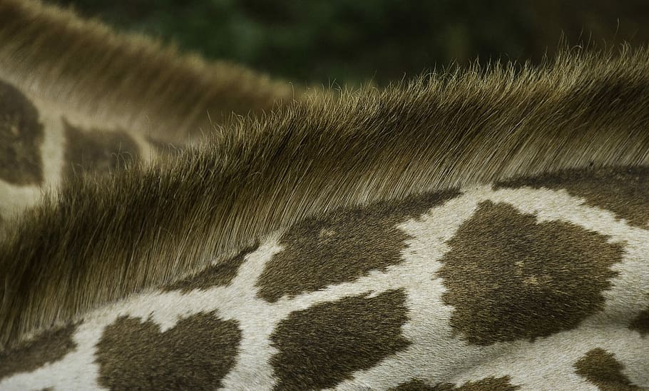 closeup photo of giraffe's back, giraffe, pattern, fur, wildlife, mane, hair HD wallpaper