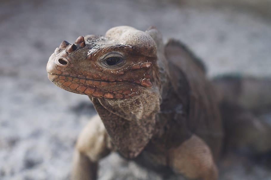 animal, close-up, lizard, macro, reptile, wildlife, animal themes HD wallpaper