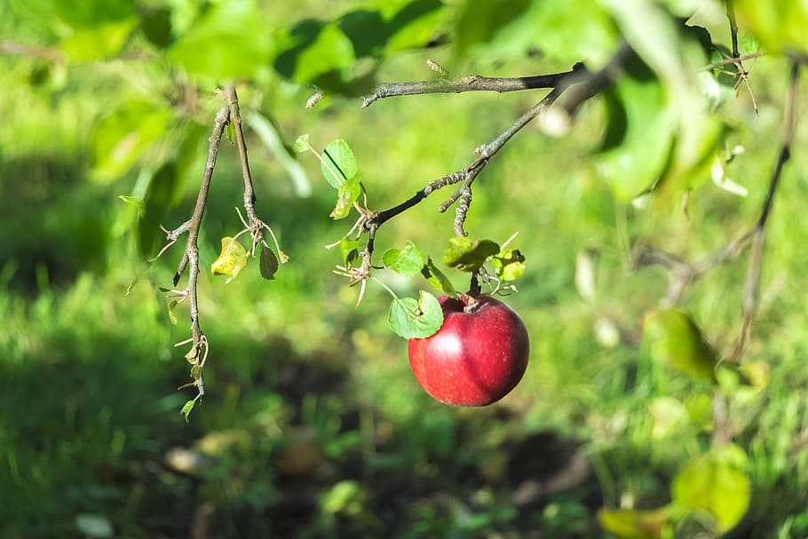 apple, autumn, fruit, tree, sad, garden, fruit growing, apples HD wallpaper