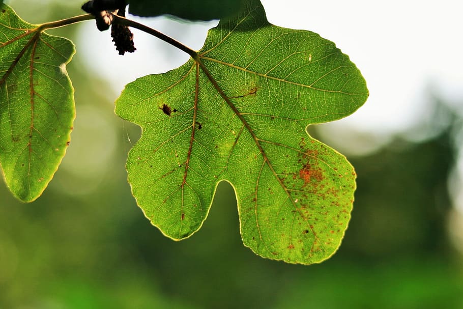 Fig, Trees, Leaves, Leafy, Greens, gardens, gardening, outdoors HD wallpaper