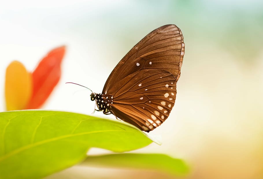 black and white butterfly perching on green leaf in close-up photography HD wallpaper