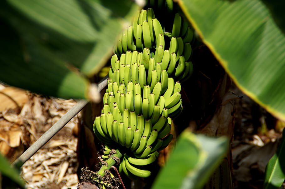 Banana, Fruit, green color, leaf, nature, close-up, growth HD wallpaper