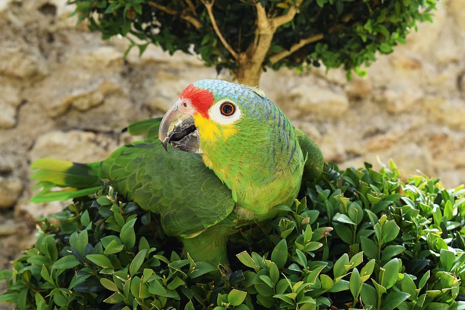 parrot, bird, animals, nature, pets, wildlife, macaw, beak HD wallpaper