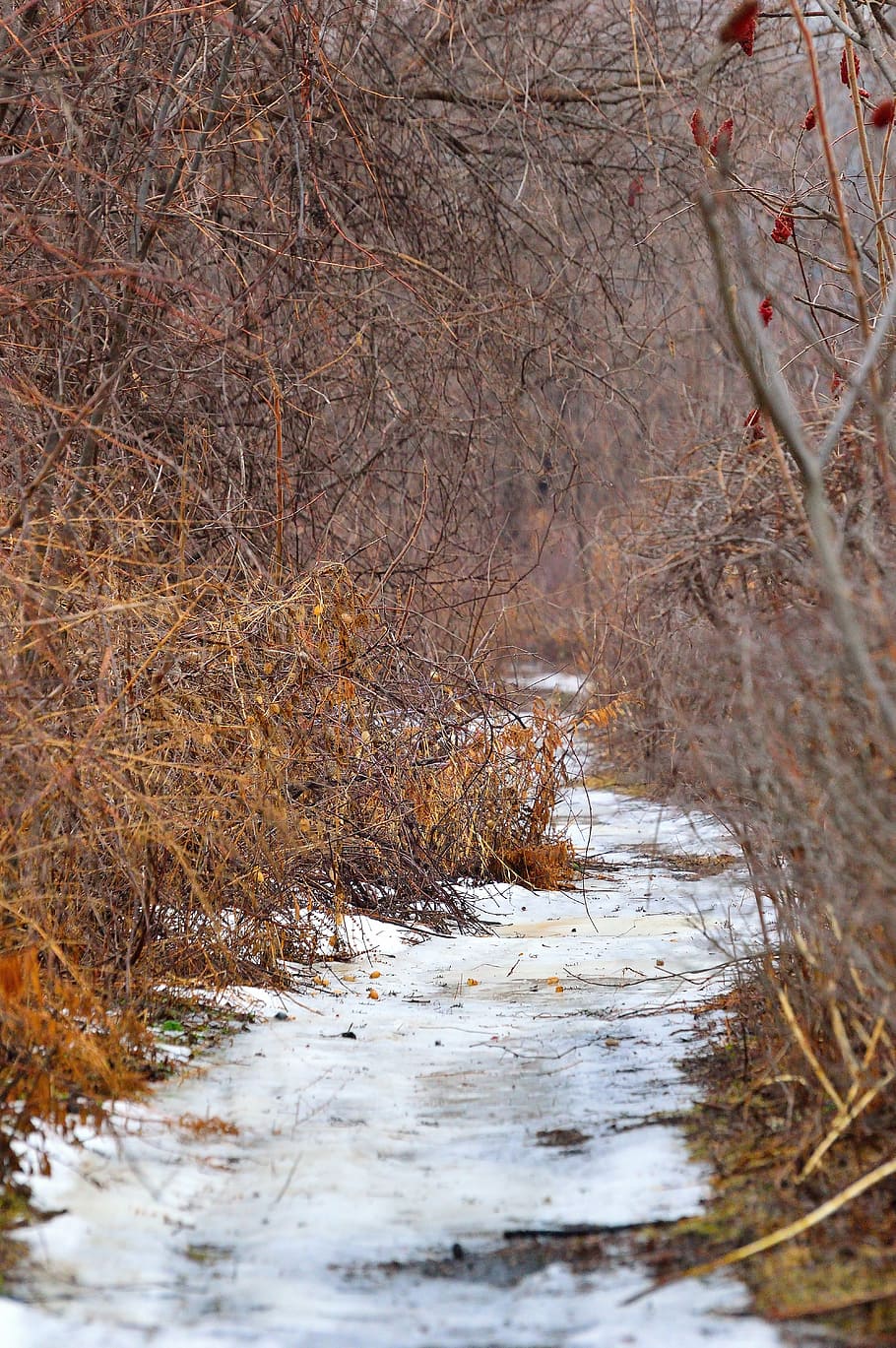 winter path, landscape, snow, ice, nature, trail, tree, plant HD wallpaper