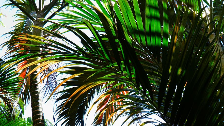 shallow focus photography of green palm trees, beach, tropical HD wallpaper