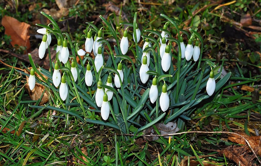 flowers, snowdrop, spring, bloom, nature, white, plant, signs of spring HD wallpaper