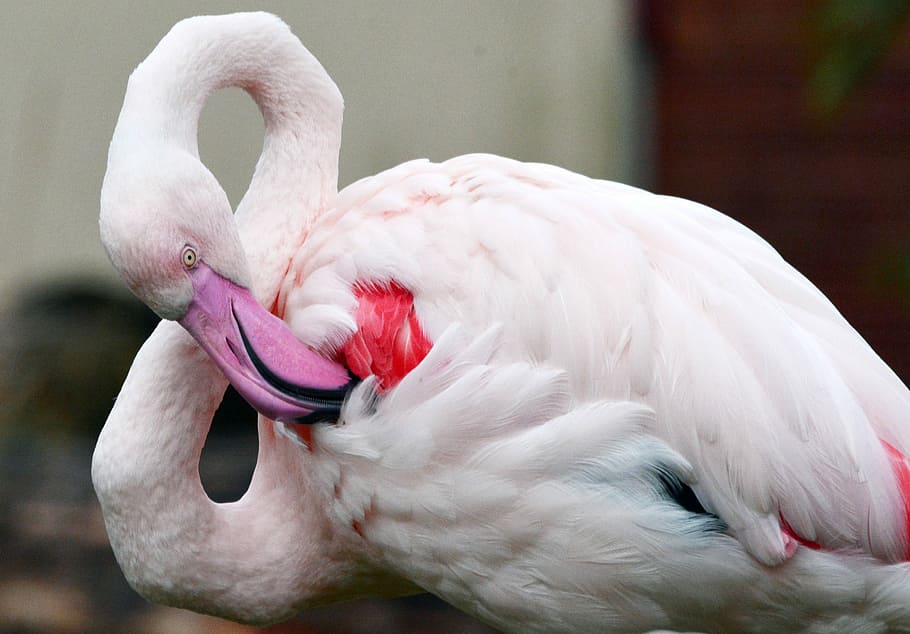 Flamingo, Bird, Pink, animal, beak, feather, wildlife, nature HD wallpaper