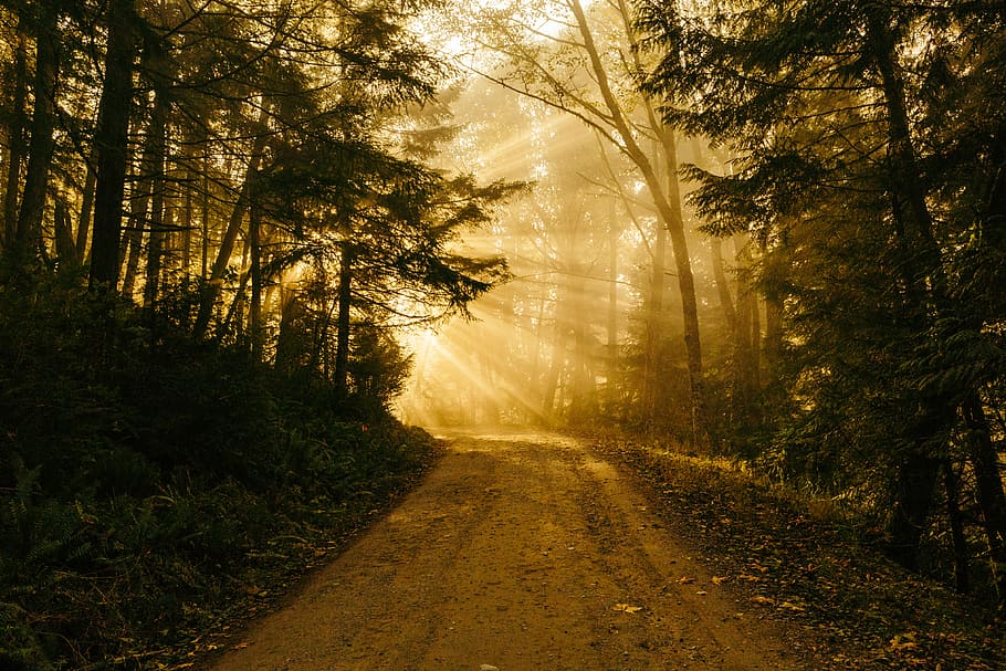 pathway between trees, brown road in between trees, forest, wood HD wallpaper