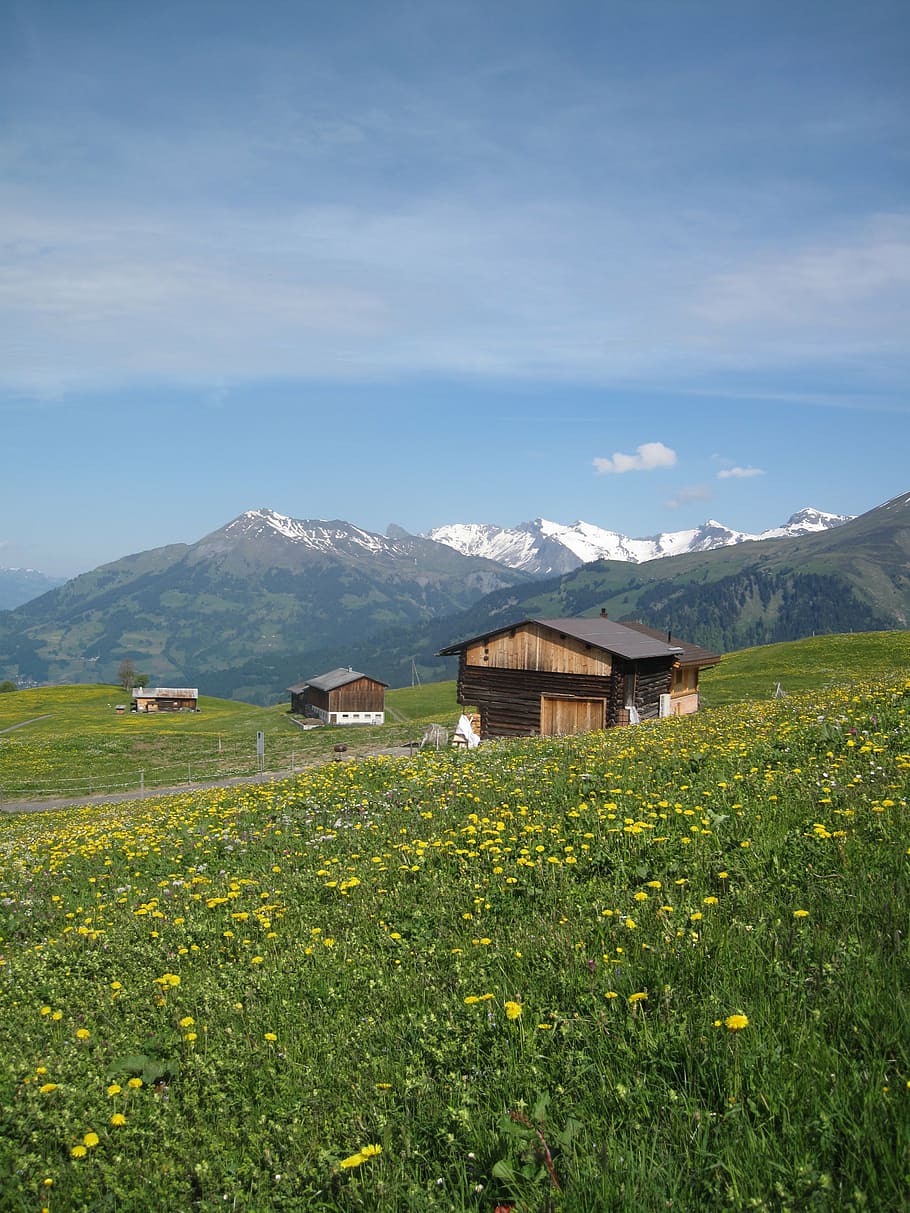mountains, landscape, alps, plant, beauty in nature, sky, field HD wallpaper