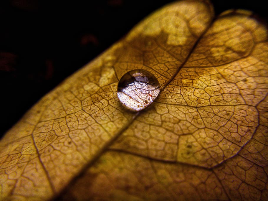 close-up photography of leaf with dew, droplet, nature, fall HD wallpaper