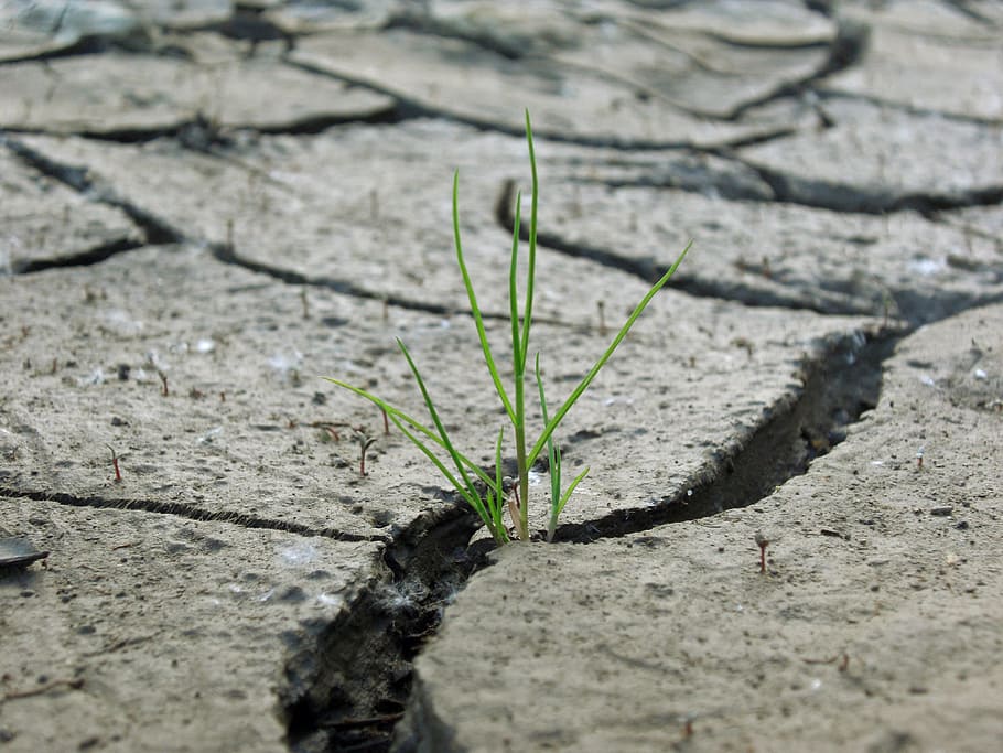 green grass on dried soil, Plaice, Dry, Drought, cracks, field HD wallpaper