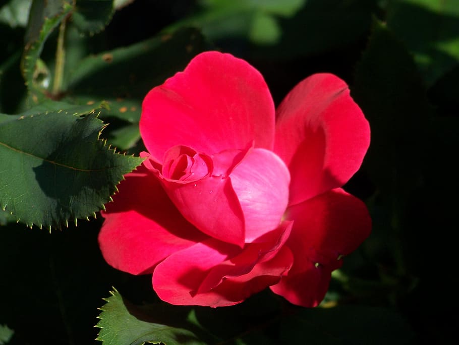 rose, red, bloom, petals, pink, bright, blossom, blooming, blooms HD wallpaper
