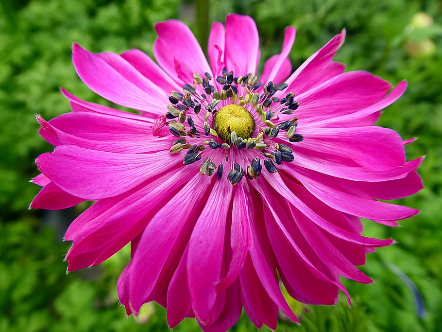 anemone, flower, spring, pink, ranunculaceae, pink color, petal HD wallpaper