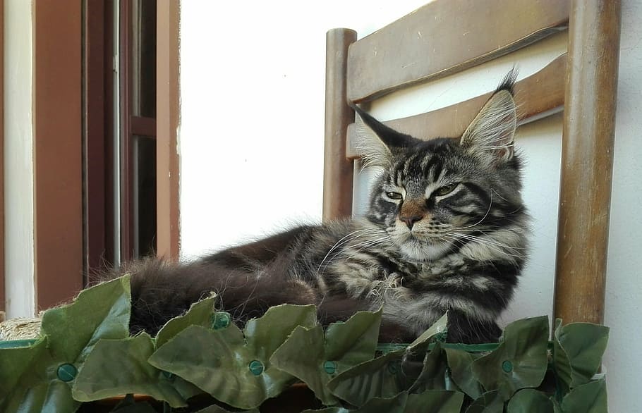 mainecoon, sleeping cats, kitten, kittens, animals, pets, purebred cats HD wallpaper