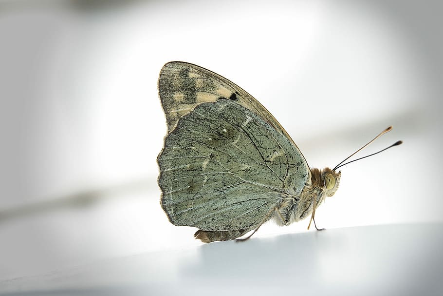 Butterfly, Insect, one animal, animal themes, no people, close-up HD wallpaper