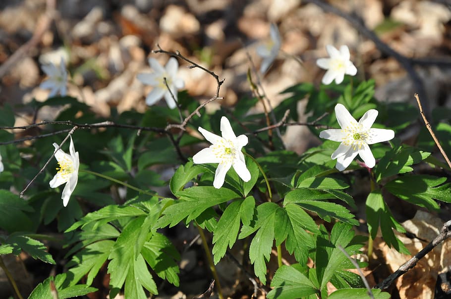 Flowers, Forest, Spring, Nature, Plant, leaf, outdoors, day HD wallpaper