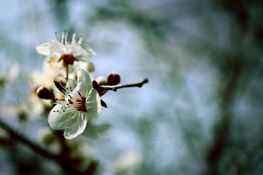 flowers, spring, spring flowers, nature, green, plant, natural HD wallpaper