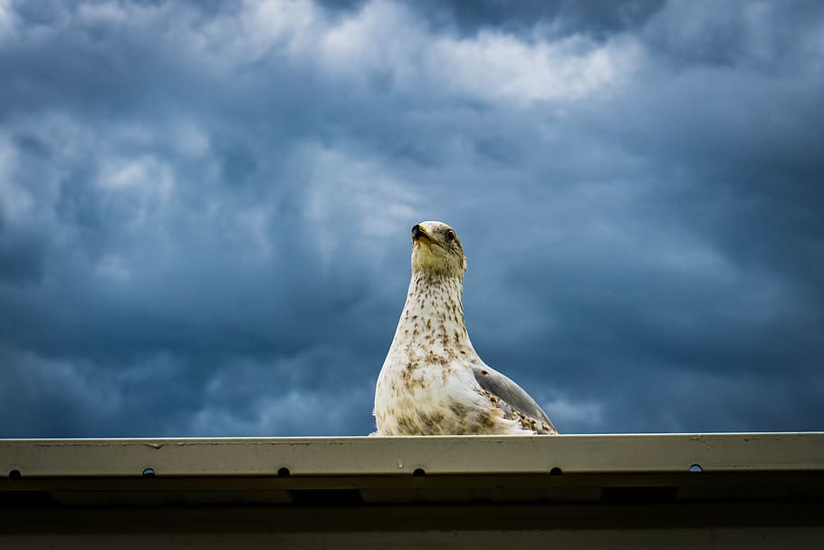close-up photography of white and gray bird under blue sky, white bird on roof during daytime HD wallpaper