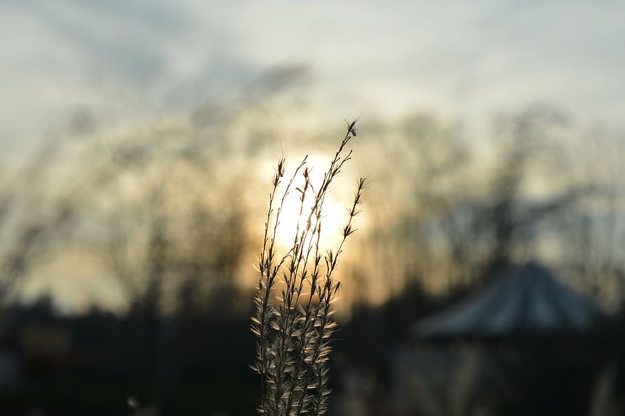 sun, sky, sunset, grass, circus, plant, nature, growth, focus on foreground HD wallpaper