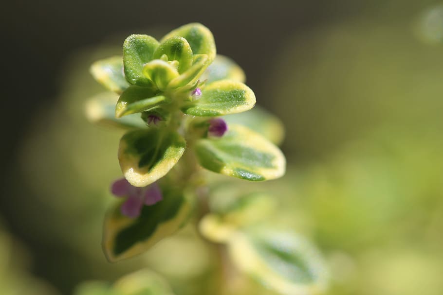 Great, End, Blossom, Bloom, green, herb, macro, grow, peewit HD wallpaper