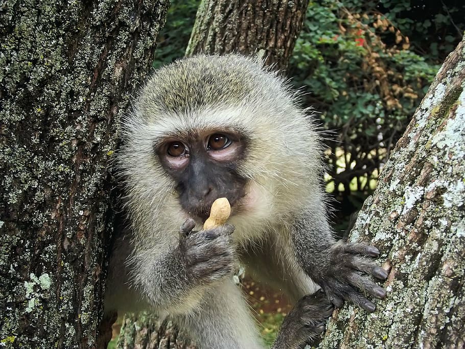 primate eating peanut, vervet, monkey, vervet monkey, ape, wild, HD wallpaper