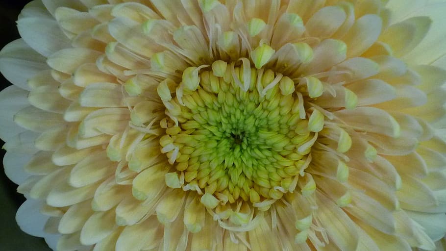 gerbera, flower, large, blossom, bloom, white, yellowish, schnittblume HD wallpaper