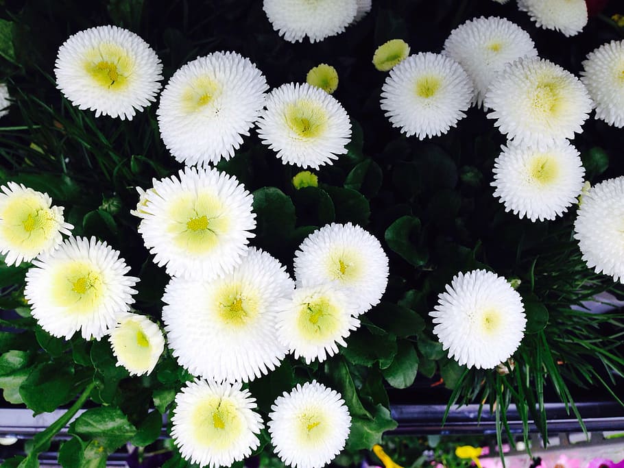 flowers, white, summer, nature, plant, growth, flowering plant HD wallpaper