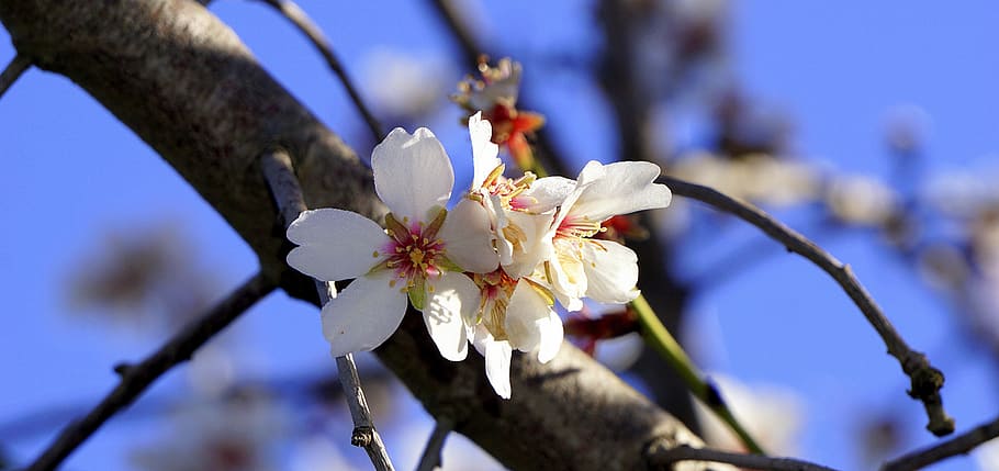 almond flower, flowering, spring, february, white flowers, nature, HD wallpaper