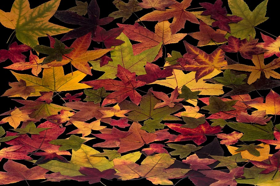 leafes, tree leaves, colorful, composition, arrangement, foliage HD wallpaper