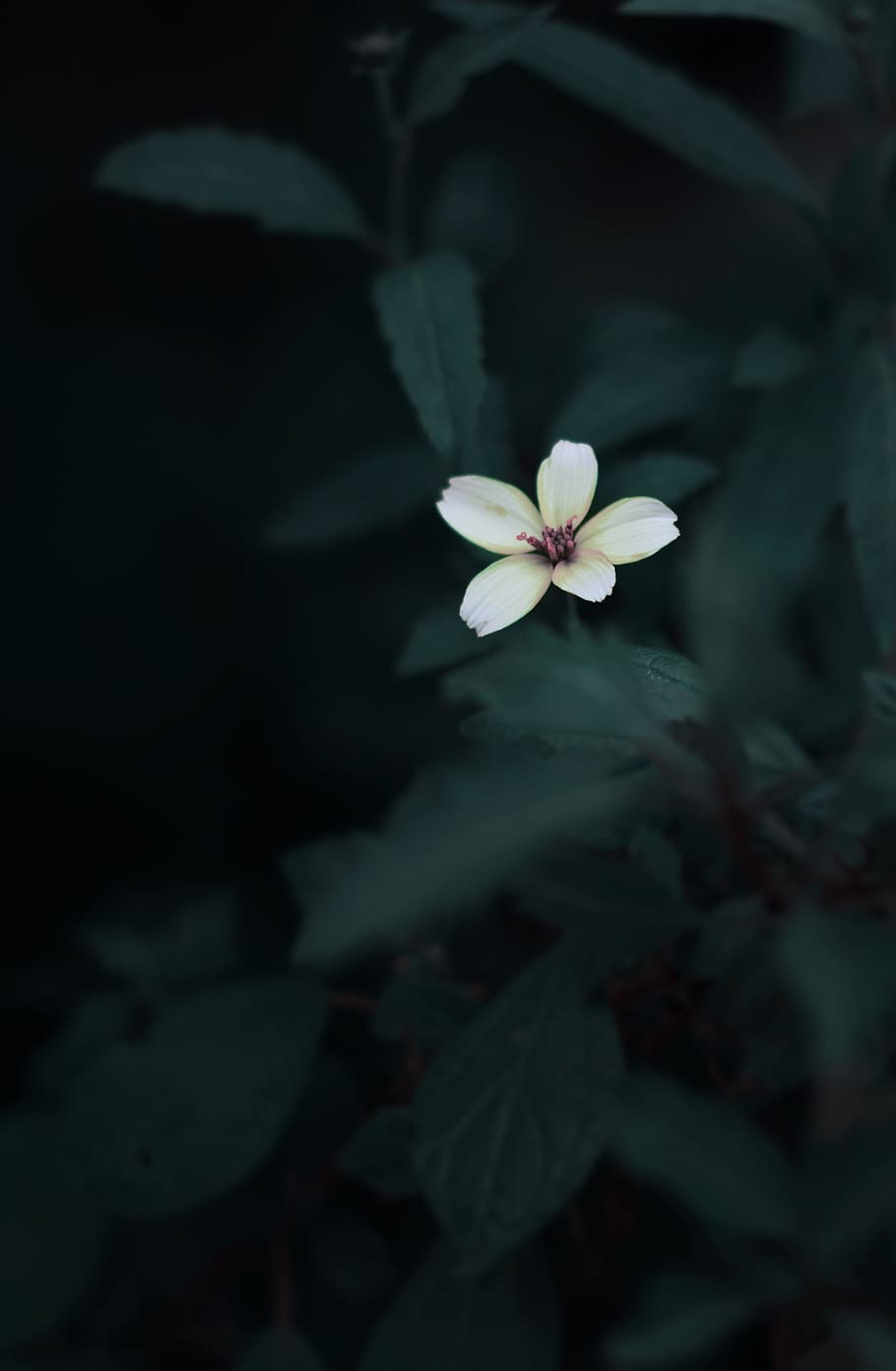 white 5-petaled flower in selective focus photography, white 5-petaled flower selective focus photography HD wallpaper