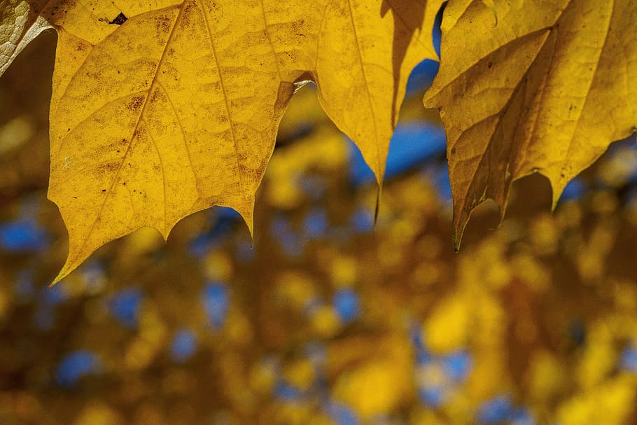 autumn, tree, leaf, sun, golden autumn, leaves, mood, landscape HD wallpaper
