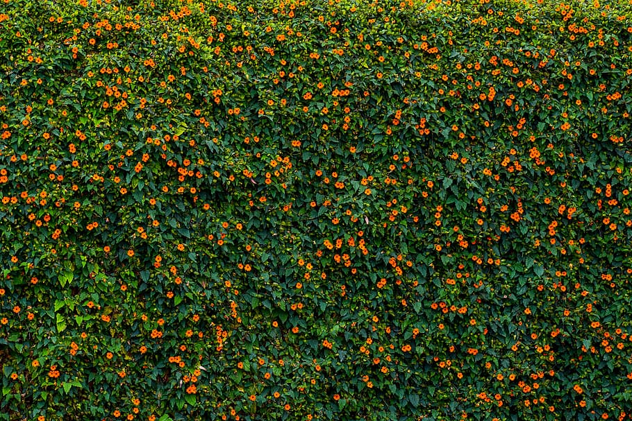texture, nature, green, nice, flowers, beauty in nature, plant HD wallpaper
