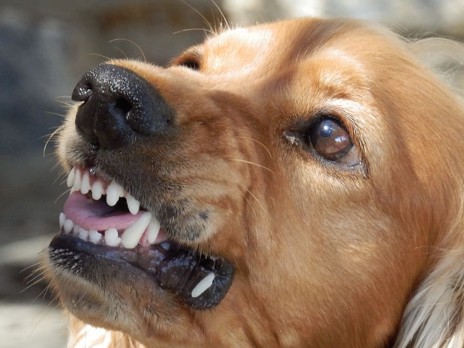 close up photo of brown short coated dog's face, angry dog, aggressive