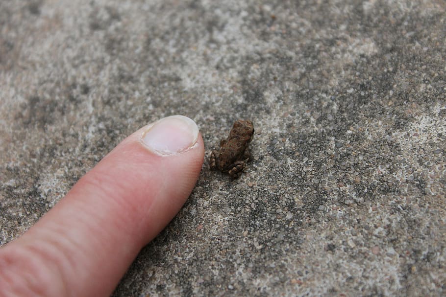frog, tiny frog, amphibian, animal, small, cute, nature, wildlife HD wallpaper