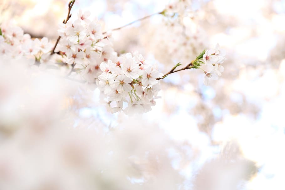 close-up photography of white clustered flowers, petal, bloom HD wallpaper