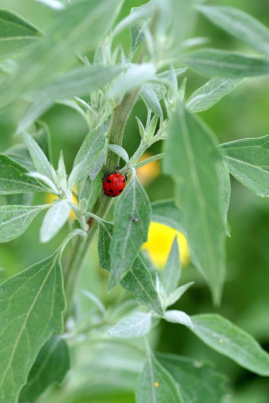ladybug, insect, red, spring, nature, grass, flower, invertebrate HD wallpaper
