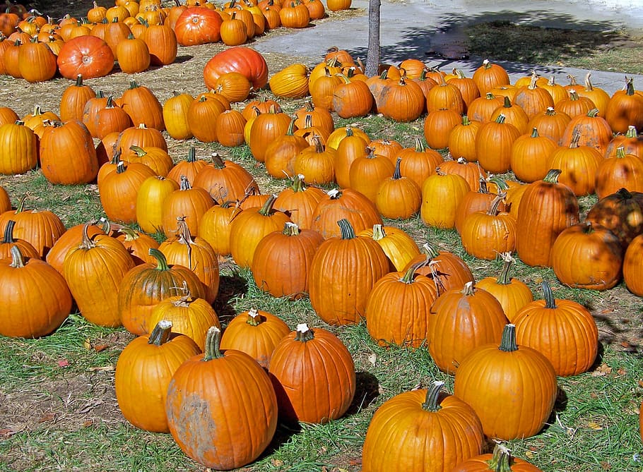 pumpkins, vegetable, orange, colour, food, harvest, season HD wallpaper