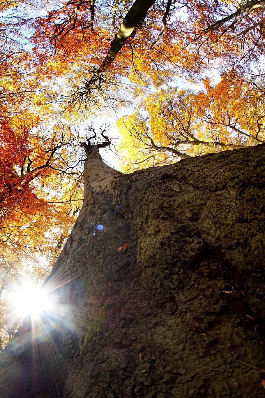 Autumn, Beech, Sun, Light, Strain, Tree, nature, forest, orange HD wallpaper