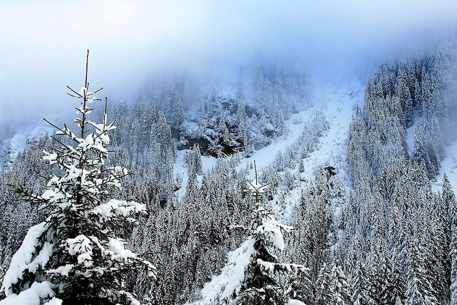 mountains, spruce, snow-covered trees, forest, view, steeply HD wallpaper