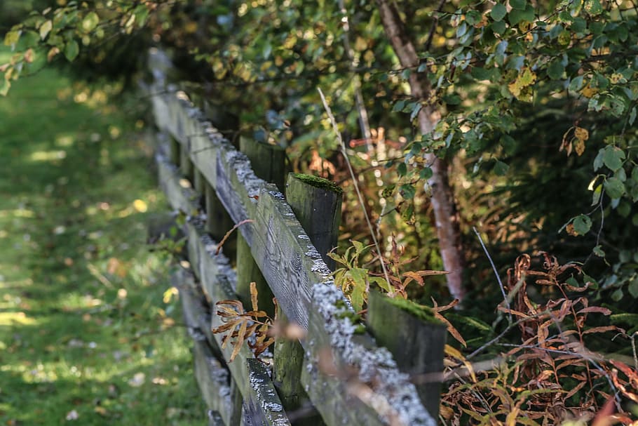 autumn, fall, grid, garden, forest, landscape, nature, plant HD wallpaper