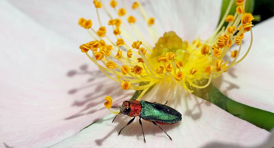 insect, nature, live, animal, animal themes, invertebrate, animal wildlife HD wallpaper