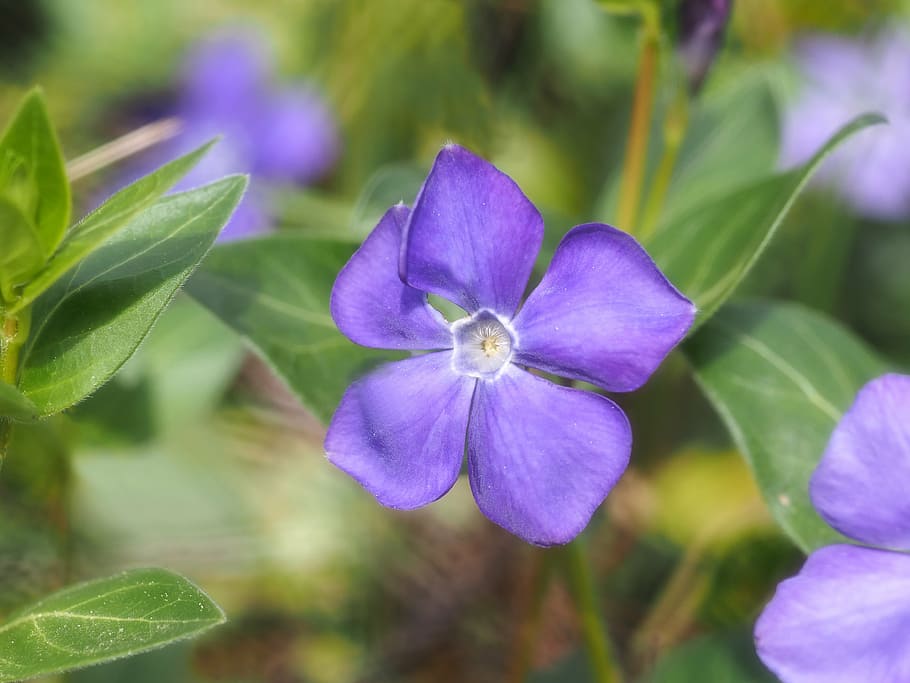 plant, nature, live, flowering plant, fragility, vulnerability HD wallpaper