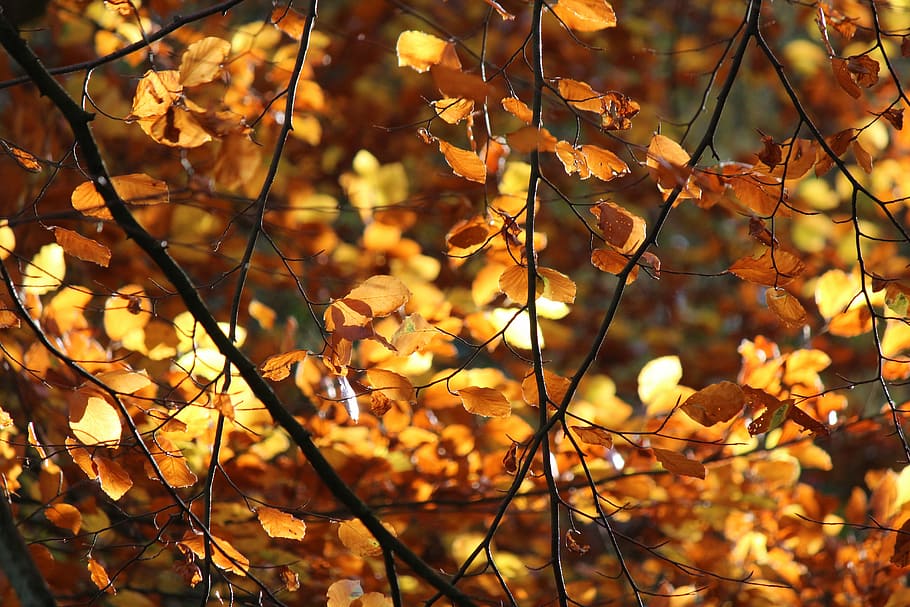 leaf, backlight, autumn, tree, plant, plant part, no people HD wallpaper