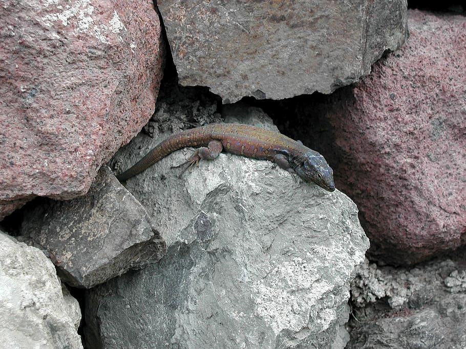 gecko, lizard, salamander, reptile, animal, nature, wildlife HD wallpaper