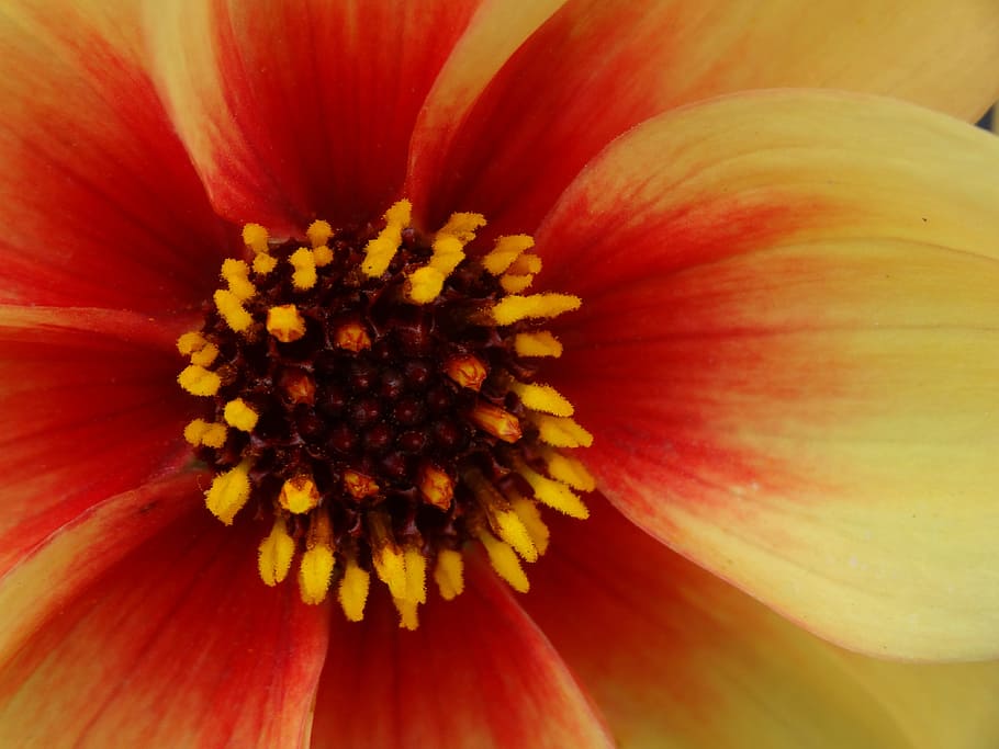 Flower, Petals, Colorful, Texture, natural, botanical, pattern HD wallpaper
