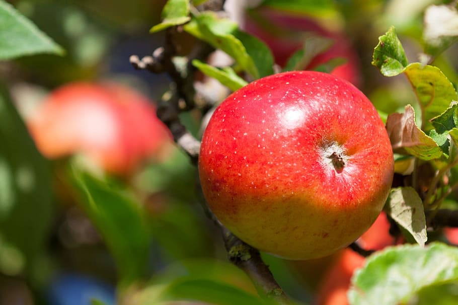 Fruit, Nature, Ripe, Healthy, green, red, tree, apple, fresh, HD wallpaper