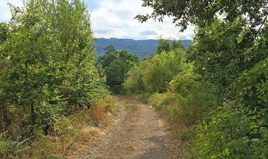 forest, nature, tree, plant, away, path, mountains, autumn HD wallpaper